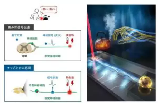NTT、神経線維の「痛み」信号をチップ上で再現