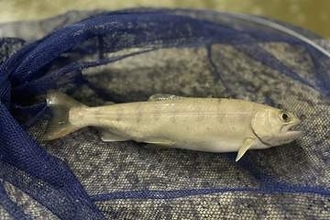 京王、京プラ八王子内温浴施設でヤマメ養殖　「生物学的推論AI」で最適化