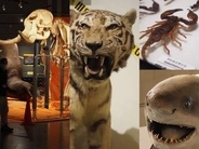 「超危険生物展」が開幕　陸と海のヤバい奴らが国立科学博物館に集結!