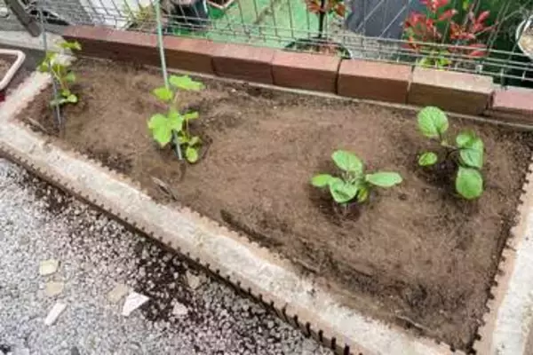 夏野菜を植える時期が来た!!　たった半畳分の家庭菜園でスペース効率よく野菜を育てる方法【はんじょう農場その1】【空いた時間でなにしてる？】