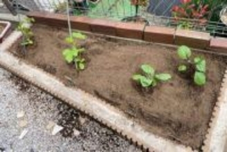 夏野菜を植える時期が来た!!　たった半畳分の家庭菜園でスペース効率よく野菜を育てる方法【はんじょう農場その1】【空いた時間でなにしてる？】