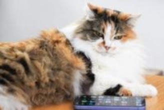 ケーブル不要で手軽にバックアップ！ iPhoneの写真をWindows PCにiCloud経由で転送する