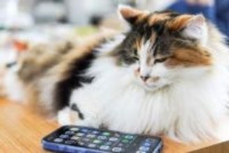 容量不足で消した写真を復元！ WindowsからiPhoneにiCloud経由で写真を書き戻す【自宅Wi-Fiの“わからない”をスッキリ！】