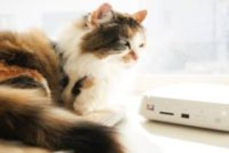 バッファロー「おもいでばこ」にバックアップした写真をスマホに書き戻す、iPhoneのLive Photosも再現可能！