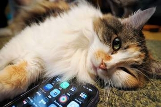トーンカーブやレベル補正も！ Macにバックアップした写真を「写真」アプリで編集する【自宅Wi-Fiの“わからない”をスッキリ！】