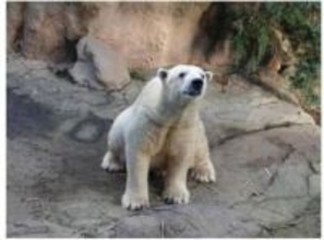 ホッキョクグマ「ゴーゴ」、麻酔＆採精後に死ぬ　Xで対応問題視→ズーラシアが詳細説明「問題があったとは考えていない」