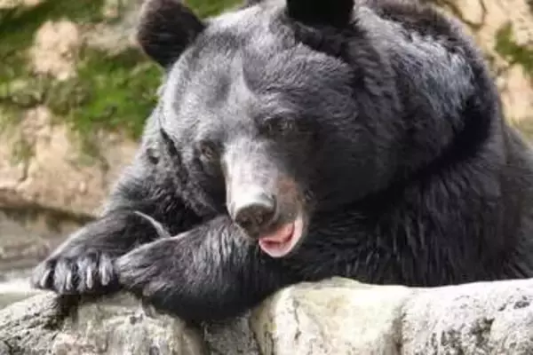 サッカーの試合中にクマが出没、選手や保護者ら100人が避難　スポーツ合宿の聖地で知られる長野・菅平高原