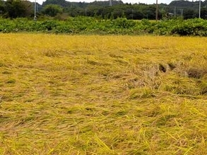 氾濫は「聞いたことがない」地元民も驚かせた印旛沼の大暴れ　多くの「想定外」もたらした台風25号の猛威