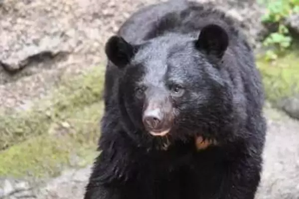 「クマは人間活動の時間帯を把握している」仙台の市街地にも出没、地元出身の玉川徹氏ショック、「あり得ない場所ですよ」