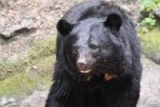 「クマは人間活動の時間帯を把握している」仙台の市街地にも出没、地元出身の玉川徹氏ショック、「あり得ない場所ですよ」