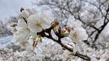 相次ぐ桜の倒木「人間だって50年、60年生きていれば人間ドック...木もメンテナンスが必要」長嶋一茂さん訴える