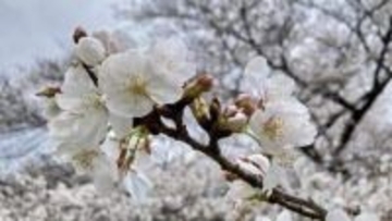 相次ぐ桜の倒木「人間だって50年、60年生きていれば人間ドック...木もメンテナンスが必要」長嶋一茂さん訴える