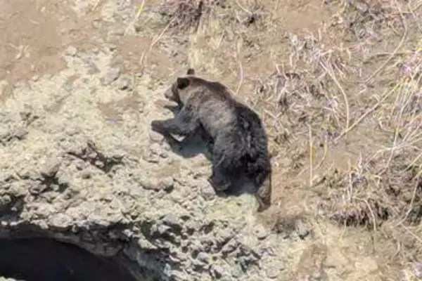 「大型のヒグマ「ほぼゼロ距離」まで迫るも...「わーッ！」大声で撃退　「今年も熊が始まった」、体験談でSNS騒然」の画像