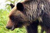 「クマ対策はもう限界？　善意だけでは支えきれない現場...事業者が注目する「クマ保険」という選択肢」の画像1