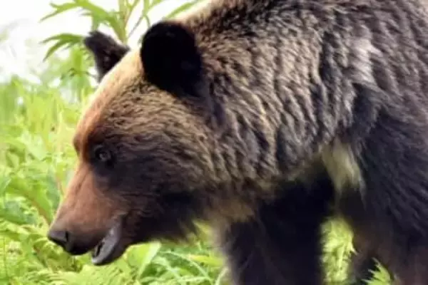 クマ対策はもう限界？　善意だけでは支えきれない現場...事業者が注目する「クマ保険」という選択肢