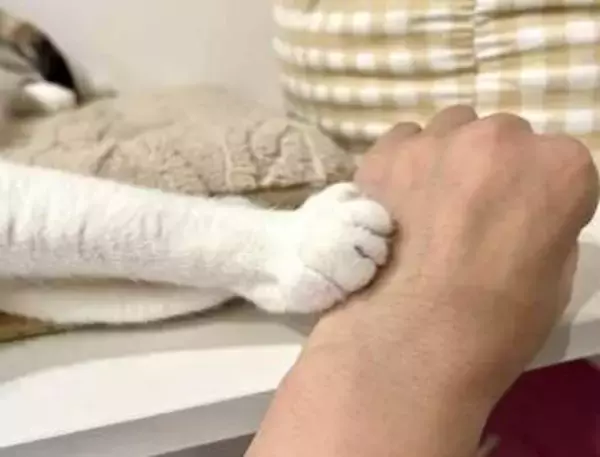 NHKがネコのトリセツ特集　ネコ大好き芸人が「恋愛に近い」と持論を展開