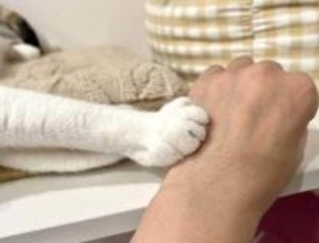 NHKがネコのトリセツ特集　ネコ大好き芸人が「恋愛に近い」と持論を展開