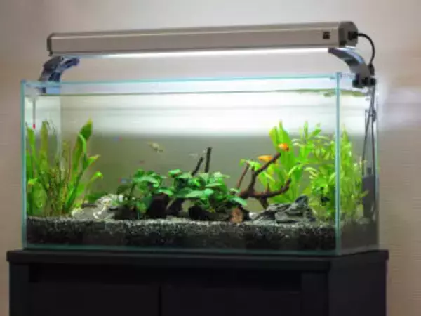 中町JP、観賞魚めぐる発言が波紋　飼育を熱望も「インテリア味が強い」→「魚を飼ってる自分に酔いたいだけ」