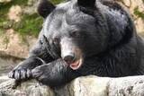 「シカ・イノシシ用わなにかかったクマは駆除できない？　土田晃之も「ルール変えなきゃ」」の画像1