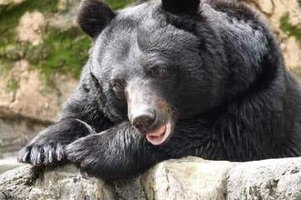 シカ・イノシシ用わなにかかったクマは駆除できない？　土田晃之も「ルール変えなきゃ」