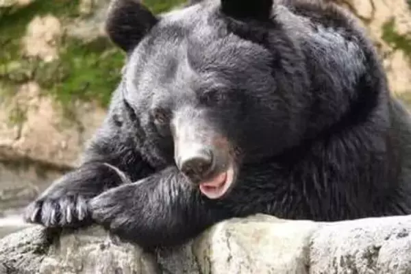 シカ・イノシシ用わなにかかったクマは駆除できない？　土田晃之も「ルール変えなきゃ」