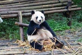 「パンダ、そんなにいてほしいですか？」と古市憲寿氏　阿川佐和子さんも「ネットで見ればいいでしょう」