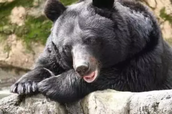 奥多摩で下半身だけの遺体発見、クマによる被害か　「対策をとらなければ将来的に府中あたりまで...」専門家の見方