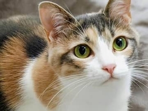 JR東「猫駅長体験」イベントが中止に　理由の「諸般の事情」、相次いだ「外に連れ出すのは危険」批判ではなかった