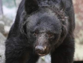 ゾロか丹下左膳か、呼ばれた通称は可愛いが...　猟友会が8年追ったクマの正体
