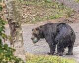 「クマに麻酔銃が効かない？福島市の立てこもりクマ逃走　「避難訓練みたいなものを今後考えた方が」と専門家」の画像1
