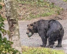 クマに麻酔銃が効かない？福島市の立てこもりクマ逃走　「避難訓練みたいなものを今後考えた方が」と専門家