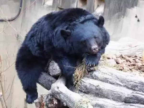 クマ対策にAIロボット導入はどうか　誘導して山へ帰す、賢いクマとの知恵比べ