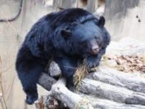 クマ対策にAIロボット導入はどうか　誘導して山へ帰す、賢いクマとの知恵比べ