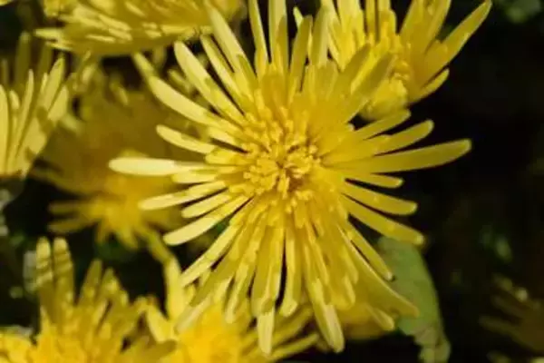 リュウジ、「食用菊ばらまき」炎上に反論するホリエモンに苦言　「『今後は床に落とさないようにします』だけでいいのに」