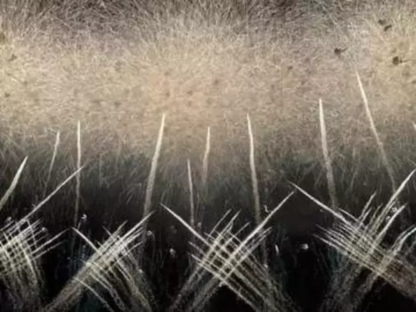 浴衣姿で次々フェンスを乗り越え...X動画が波紋　足立区の花火大会、荒川河川敷で何があったのか