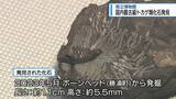「国内最古級！トカゲ類の化石　勝浦町のボーンヘッドで発見【徳島】」の画像1