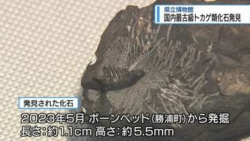国内最古級！トカゲ類の化石　勝浦町のボーンヘッドで発見【徳島】