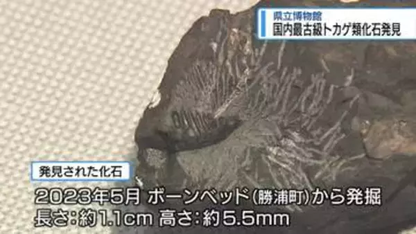 国内最古級！トカゲ類の化石　勝浦町のボーンヘッドで発見【徳島】