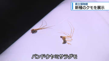 「新種のクモ」阿波市で発見　県立博物館で展示【徳島】