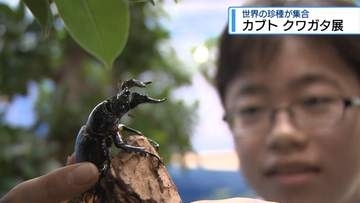 すごいぞ！カブト・クワガタ　藍住町に「世界の珍種」集合【徳島】