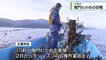 「鳴門わかめ」収穫はじまる　鳴門市の北灘沖【徳島】