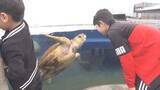 「3年ぶりのＧＷ　リニューアルした「うみがめ博物館カレッタ」に5000人【徳島】」の画像1