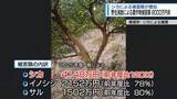 「シカによる被害額が増加　野生鳥獣による農作物被害【徳島】」の画像1