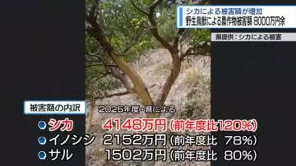 シカによる被害額が増加　野生鳥獣による農作物被害【徳島】