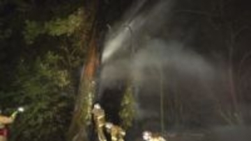 道路脇の木2本が焼ける　徳島市飯谷町【徳島】