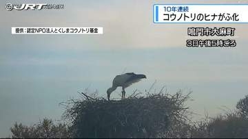 鳴門市大麻町でコウノトリのヒナがふ化【徳島】