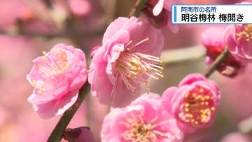 阿南市の明谷梅林オープン　見ごろは2月下旬ごろ【徳島】
