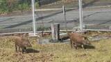 「徳島市八万町の公園に「イノシシ2頭」出没　警察が注意呼びかけ【徳島】」の画像1