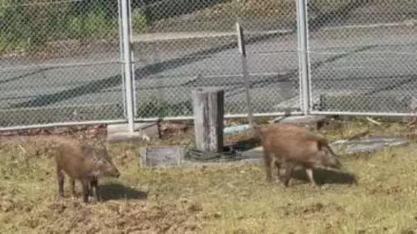徳島市八万町の公園に「イノシシ2頭」出没　警察が注意呼びかけ【徳島】