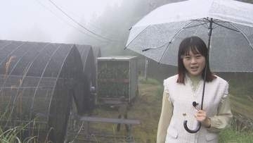 シンビジウムを❝山上げ❞　暑さを避けて涼しい場所へ【徳島】